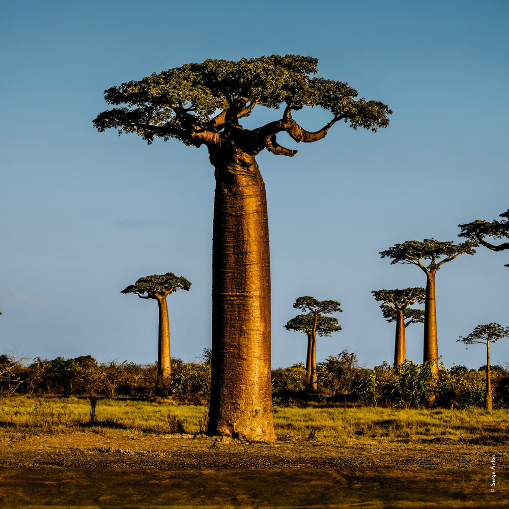 <p>baobab trees are planted</p>