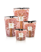 SCENTED CANDLE SACRED TREES WOROBA - Baobab Collection