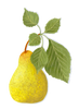 poire_small.png?v=1707755398